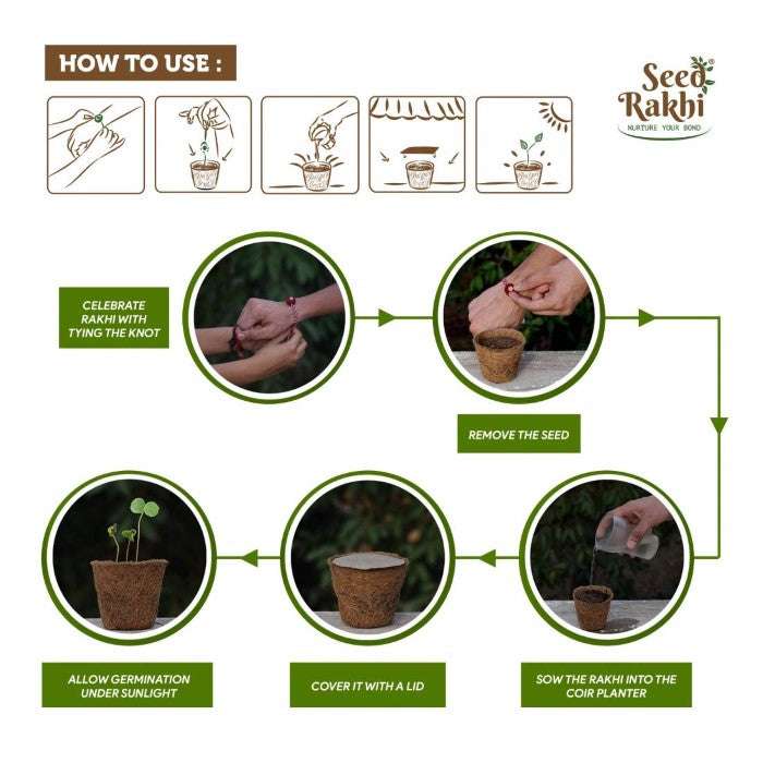 Dhavala Seed Rakhi, Planter, Notepad Gift Hamper